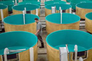 Indiana salmon hatchery to raise nation’s first genetically modified animal cleared for human consumption