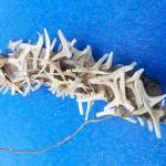 A visitor to the Shackleford Banks off North Carolina found this object on June 1. The National Park Service cant identify it. (Cape Lookout National Seashore)