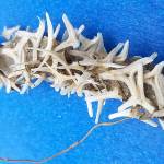 ‘Weird’ dead thing found on Outer Banks; experts are stumped