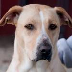 Adoptable Pet of the Week: Maddie