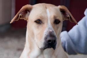 Adoptable Pet of the Week: Maddie