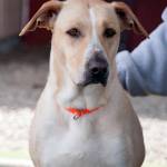 Adoptable Pet of the Week: Maddie