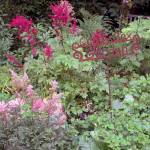A perennial garden with astilbe is easy to maintain, though vigilance is needed to keep the buttercups at bay.