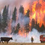 Forest fires release less CO2 than previously thought, challenging some forest management practices, study says