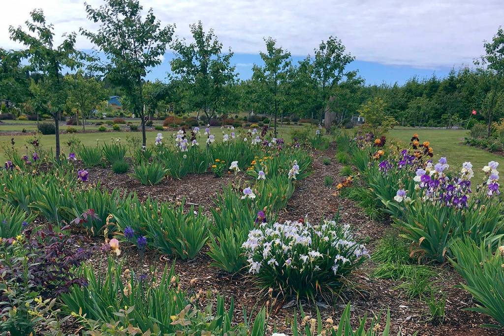 Kat Bryant | Grays Harbor News Group                                Just a few of the 10,000 irises planted at the Westport Winery.
