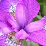 COURTESY WESTPORT WINERY                                The sparkling rose iris, one of many varieties of iris that will be celebrated at the Westport Winery Fleur de Lis festival Saturday.