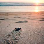 A Leatherback sea turtle hatchling makes a mad dash to the sea across the sand at Playa Grande, Costa Rica, in a 2003 file image. Despite strict protections off the West Coast, leatherback turtles are in danger in other parts of the Pacific. (Ken Weiss/Los Angeles Times)