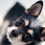 Adoptable Pet of the Week: Mr. T