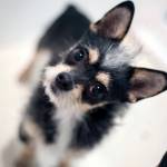 Adoptable Pet of the Week: Mr. T