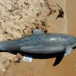 A dolphin with suspected freshwater lesions is one of many that have been washing up on beaches along the Gulf of Mexico. (Institute for Marine Mammal Studies)