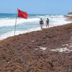 Seaweed lines the beach in Lake Worth Beach, Florida. Nutrients like nitrogen from fertilizer and phosphorus from sewage act as a catalyst for seaweed and algae growth. (Bruce R. Bennett/Palm Beach Post)