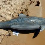 Pollution flushed from Midwest creates giant dead zone in Gulf of Mexico