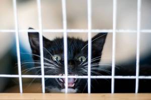Kittens galore: Adoptable Pets of the Week