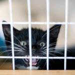 Kittens galore: Adoptable Pets of the Week