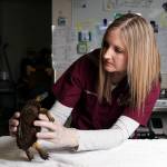 Wildlife vet fixes turtle shells, possum toothaches and more