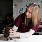 Anthony Souffle | Minneapolis Star-Tribune                                Dr. Leslie Reed examines a wood turtle that was struck by a car.