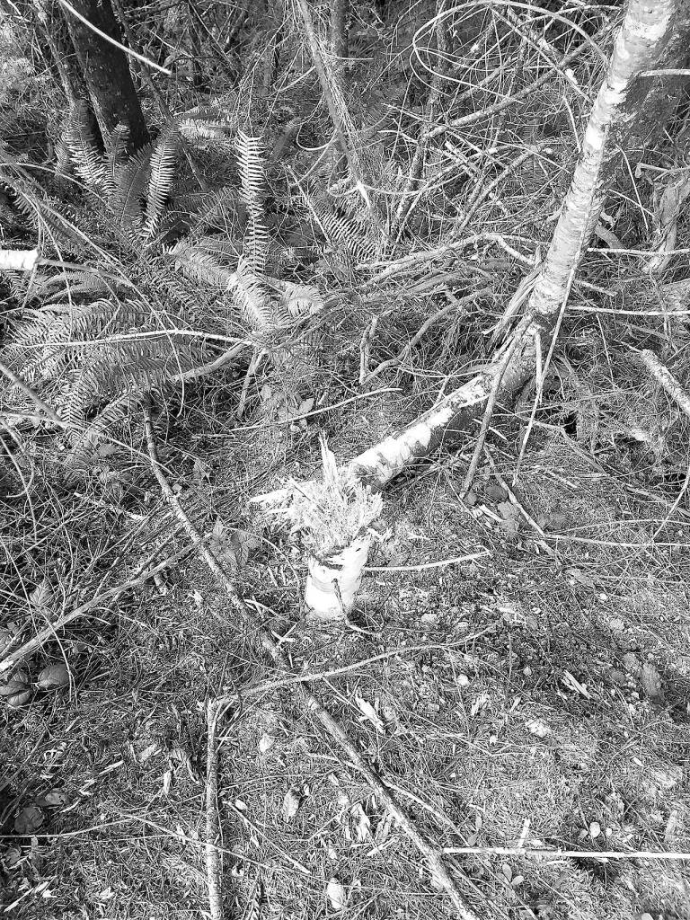 Monte forester warns of vandalism