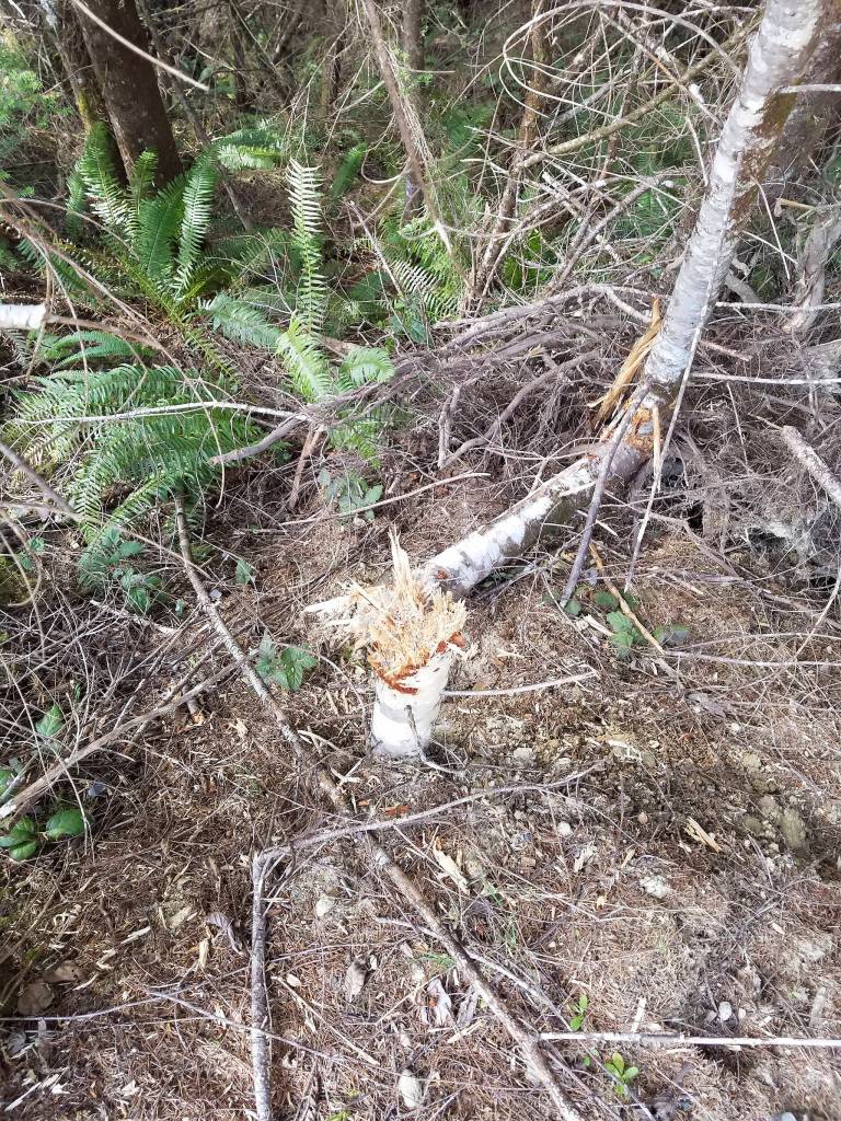 Photo courtesy Loren Hiner, City of Montesano                                Montesano Forester Loren Hiner says vandals shot this tree, on city-owned forest land, until it fell.