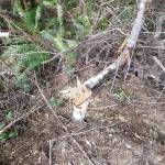 Monte forester warns of vandalism