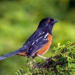 Photo by Gregg Thompson