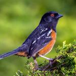 Grays Harbor Birds: Spotted Towhee (Pipilo maculatus)