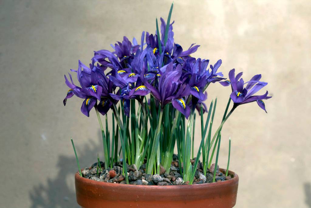 Photo by Gustav Svensson                                Iris reticulata is one variety of iris that grows from bulbs, not rhizomes.