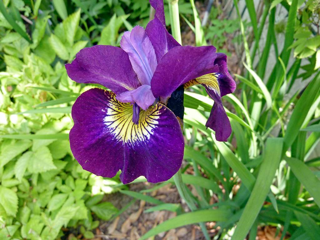 Photo by James Steakley                                Iris siberica, also known as Sultans Ruby, has long green grass-like leaves, and two to five flowers per plant.