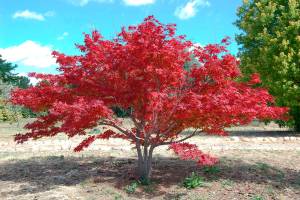 Master Gardener: J is for Japanese maples