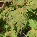 Photo by Will Pollard                                The Full Moon maple has large chartreuse, rounded and flat leaves with bright red petioles (a petiole attaches the leaf to the stem of the tree), For the best color, this maple should be planted in full sun.