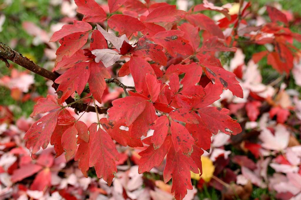 Photo by Jean-Pol Grandmont                                Its fall colors alone are worth making the paperbark maple a focal point in any garden.