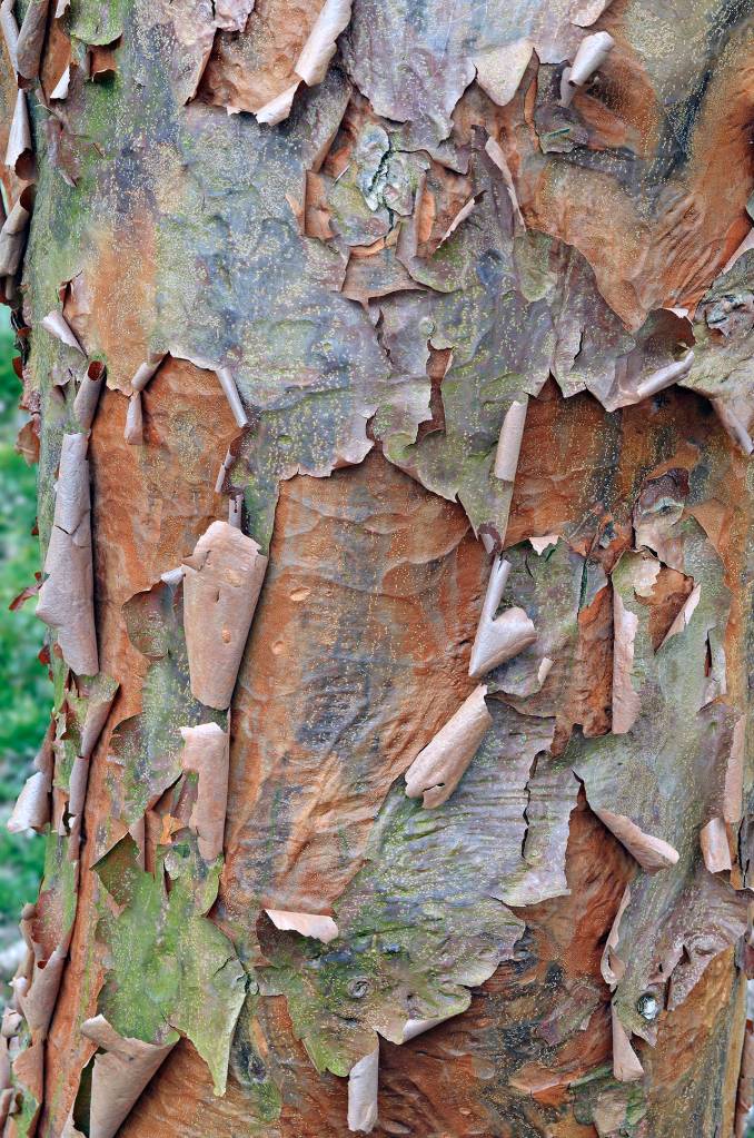 Photo by Derek Ramsey                                The paperbark maple is named for the interesting bark that peels away from its trunk.