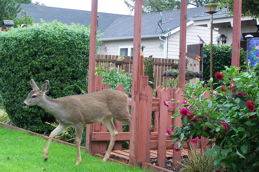 Courtesy photos                                The Living Rooms garden, located a bit inland, apportions major features into several rooms. The back is fenced against pesky deer, while the front is open.