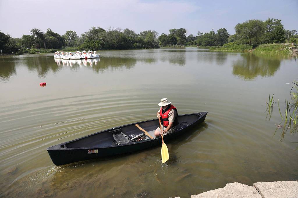 Chris Sweda/Chicago Tribune                                Alligator Bob from the Chicago Herpetological Society heads out on his canoe to resume his search for an alligator that was spotted in Chicagos Humboldt Park Lagoon on Tuesday.