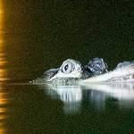 Chicago gator search enters second day with traps set, Alligator Bob working lagoon