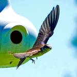 Photo by Mike Hamilton