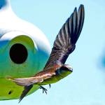 Grays Harbor Birds: Purple Martin (Progne subis)