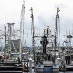 DAN HAMMOCK | GRAYS HARBOR NEWS GROUP                                Walking tours of the Westport Marina in August will feature a close look at the commercial fishing operations that are in full swing that month.
