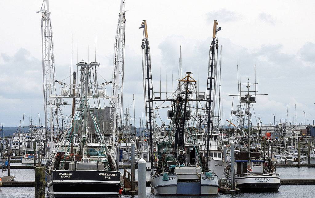 DAN HAMMOCK | GRAYS HARBOR NEWS GROUP                                Walking tours of the Westport Marina in August will feature a close look at the commercial fishing operations that are in full swing that month.