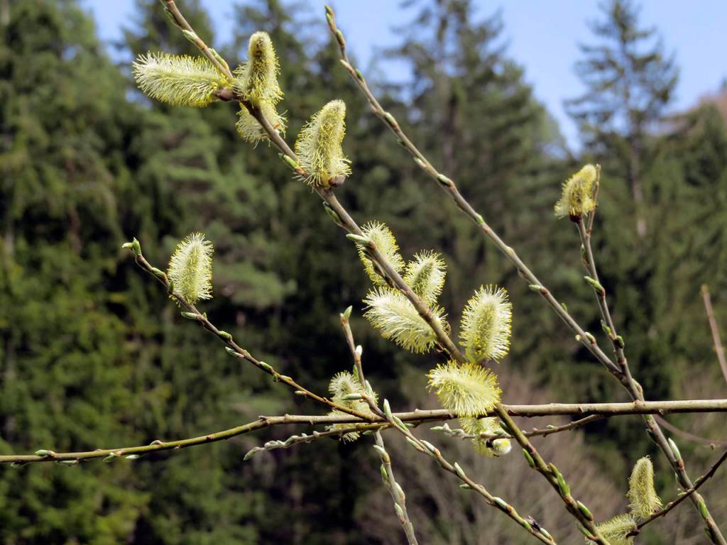 Male willow catkins produce lightweight pollen that drifts in the wind. Female catkins hang, waiting for the pollen to float to them. Most plants that pollinate in this way are tall: alders, birch and poplar are examples.
