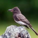 This Black Phoebe clutches a wasp in its beak. (Photo by Gregg Thompson )