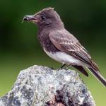 Grays Harbor Birds: Black Phoebe (Sayornis nigricans)