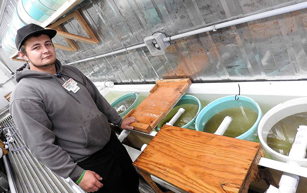 DAN HAMMOCK | GRAYS HARBOR NEWS GROUP                                Willapa Bay Oyster Company Oyster Manager Kenny Lewis stands next to some of the tanks where thousands of tiny oysters are being raised in the nursery on the Shoalwater Bay Indian Reservation.