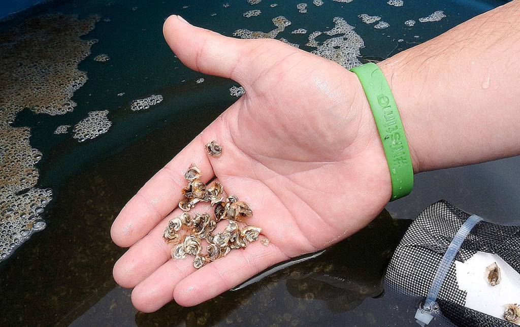 DAN HAMMOCK | GRAYS HARBOR NEWS GROUP                                Small Pacific oysters grown from larva at the Willapa Bay Oyster Company on the Shoalwater Bay Indian Reservation in Tokeland.