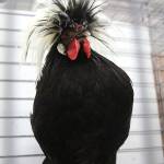 A Polish chicken eyes a photographers in a barn at the fair. (Photo by Mike Lang/Grays Harbor News Group)