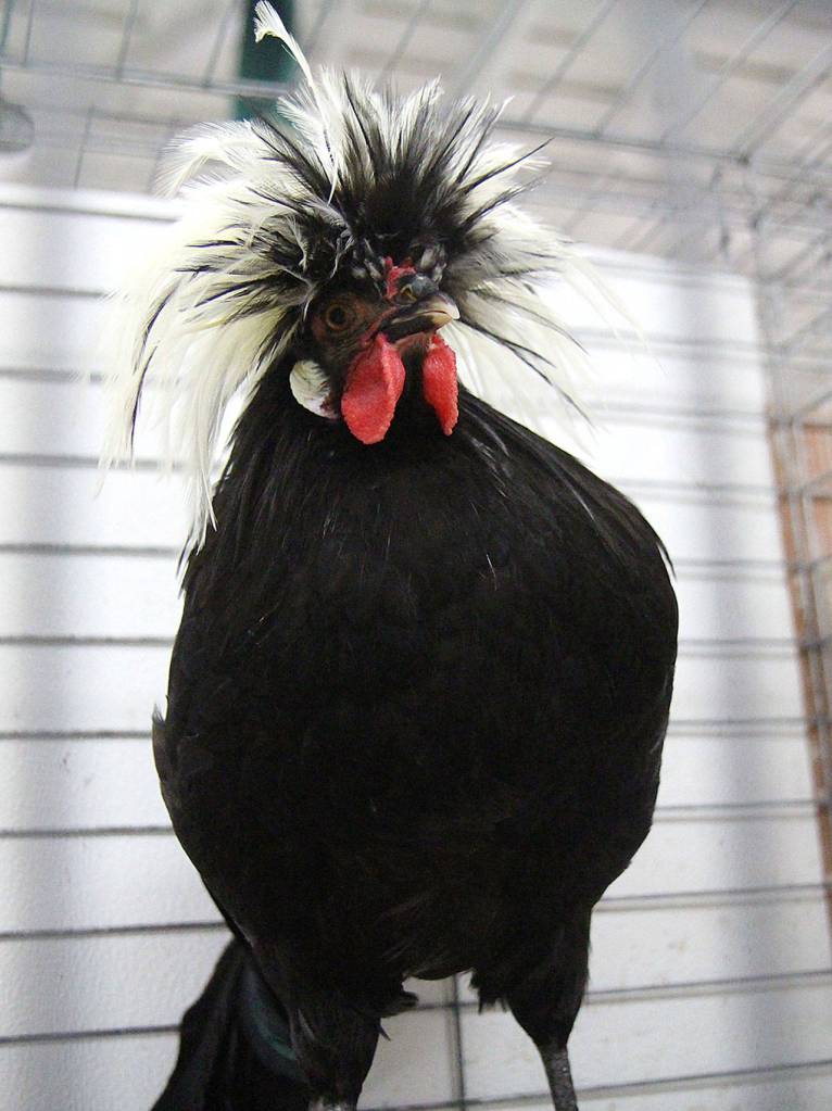 A Polish chicken eyes a photographers in a barn at the fair. (Photo by Mike Lang/Grays Harbor News Group)