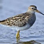 Grays Harbor Birds: Pectoral Sandpiper (Calidris melanotos)