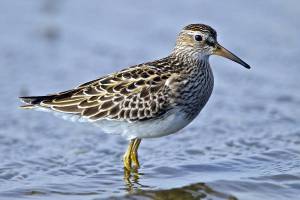 Grays Harbor Birds: Pectoral Sandpiper (Calidris melanotos)