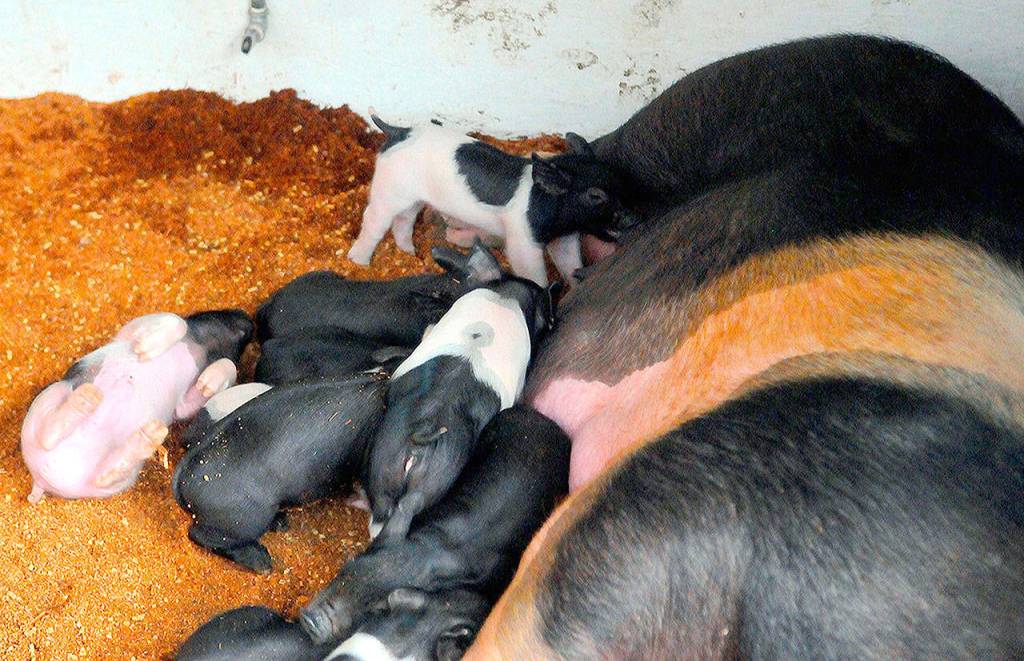 Piglets feed in one of the barns at the Grays Harbor County Fair on Friday.