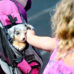 Hasani Grayson | Grays Harbor News Group                                A child pets a puppy at the Woof-a-Thon on Saturday.