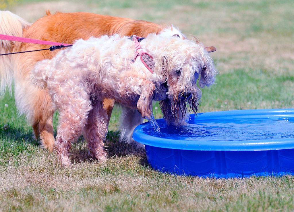 A dog cools off in the drinking pool at Woof-a-Thon.
